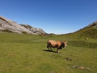 Wanderung bei den Covadonga-Seen in Picos de Europa (37)