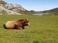 Wanderung bei den Covadonga-Seen in Picos de Europa (39)