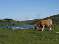 Wanderung bei den Covadonga-Seen in Picos de Europa (40)