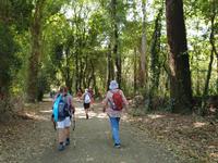 Wanderung auf dem Jakobsweg von Arzua nach Arca (5)