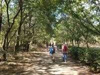 Wanderung auf dem Jakobsweg von Arzua nach Arca (9)