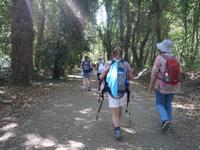 Wanderung auf dem Jakobsweg von Arzua nach Arca (10)