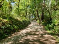Wanderung auf dem Jakobsweg von Arzua nach Arca (21)