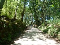 Wanderung auf dem Jakobsweg von Arzua nach Arca (23)