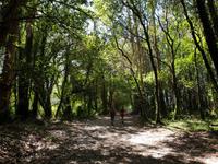 Wanderung auf dem Jakobsweg von Arzua nach Arca (32)