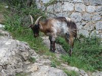 Wanderung auf der Ruta del Cares oder Cares Schlucht im Nationalpark Picos de Europa (43)