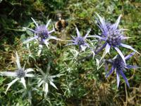 Wanderung im Nationalpark Picos de Europa - den spanischen Alpen (78)