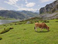 Wanderung bei den Covadonga-Seen im National Park Picos de Europa in Asturien  (20)