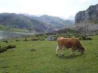 Wanderung bei den Covadonga-Seen im National Park Picos de Europa in Asturien  (22)