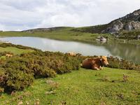 Wanderung bei den Covadonga-Seen im National Park Picos de Europa in Asturien  (24)