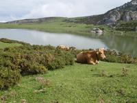 Wanderung bei den Covadonga-Seen im National Park Picos de Europa in Asturien  (25)