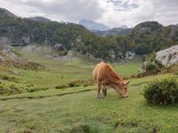 Wanderung bei den Covadonga-Seen im National Park Picos de Europa in Asturien  (32)