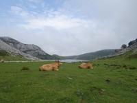 Wanderung bei den Covadonga-Seen im National Park Picos de Europa in Asturien  (39)