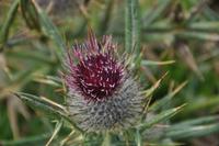 Wanderung bei den Covadonga-Seen im National Park Picos de Europa in Asturien  (52)