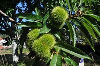 Wanderung auf dem Jakobsweg (17)