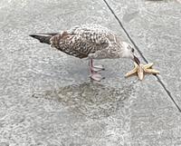 Poio in Galizien (7)