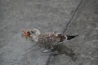 Poio in Galizien (1)