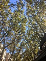 Platanenallee auf der Rambla