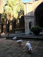 Gänse im Garten des Kreuzgangs