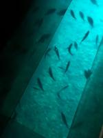 Blick vom Glasbodenboot ins Meer