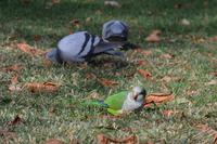 Vogelwelt im Retiro-Park