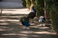 Bewohner der Gärten von Aranjuez