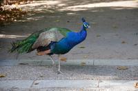 Pfau
