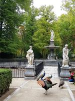 Pfauen, ganz typisch fuer die Gärten von Aranjuez