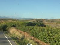 Weinstöcke in la Rioja