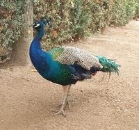 Besichtigung von Aranjuez Schloß (19)