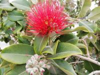 Im Garten der Könige entdeckt