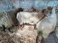 Auf dem Markt in Sineu