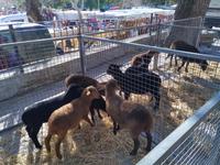 Wochenmarkt in Sineu auf Mallorca