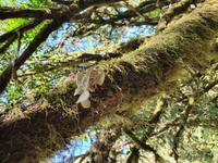 Garajonay - Märchenwald