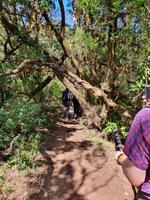 Garajonay - Märchenwald