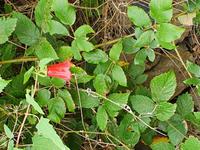 ..die Blütenpollen ergeben super Lippenstift