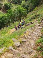 Palmen liefern den berühmten Miel de Palma