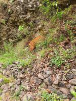 Ziege kümmert sich um die Landschaftspflege