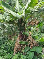 Hermigua Bananenplantage