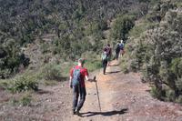 Wanderung zum Garajonay 