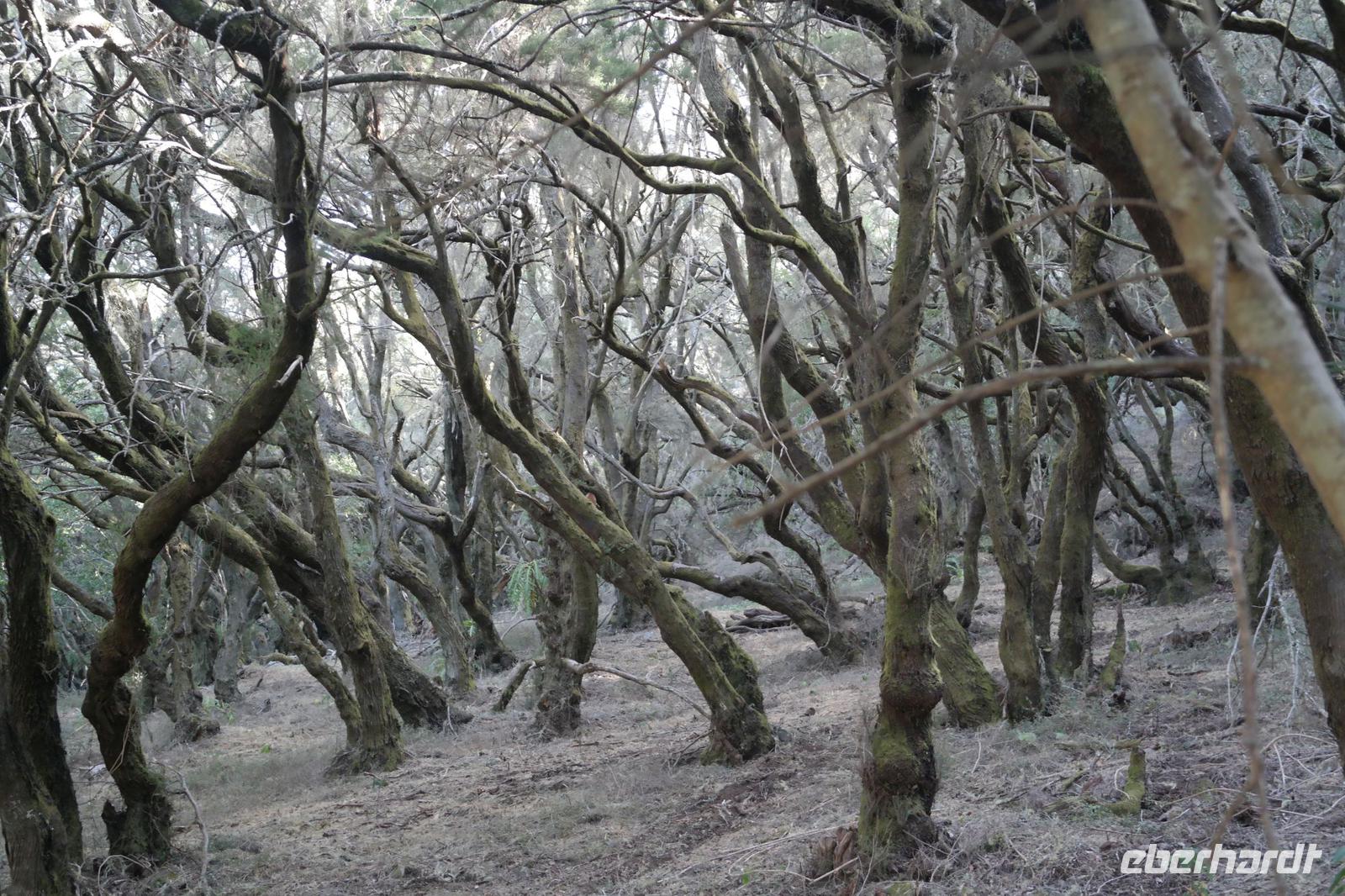 Garajonay - Märchenwald