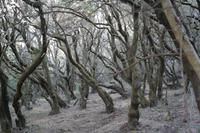 Garajonay - Märchenwald