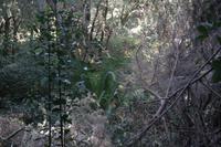 Garajonay - Märchenwald