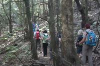 Garajonay - Märchenwald