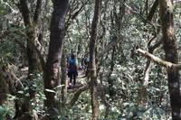 Garajonay - Märchenwald