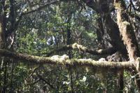 Garajonay - Märchenwald