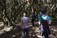 Garajonay - Märchenwald