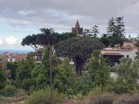 Icod de los Vinos (1)