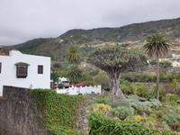 Icod de los Vinos (5)