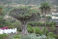 Icod de los Vinos (6)